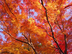 グラデーションが綺麗です。