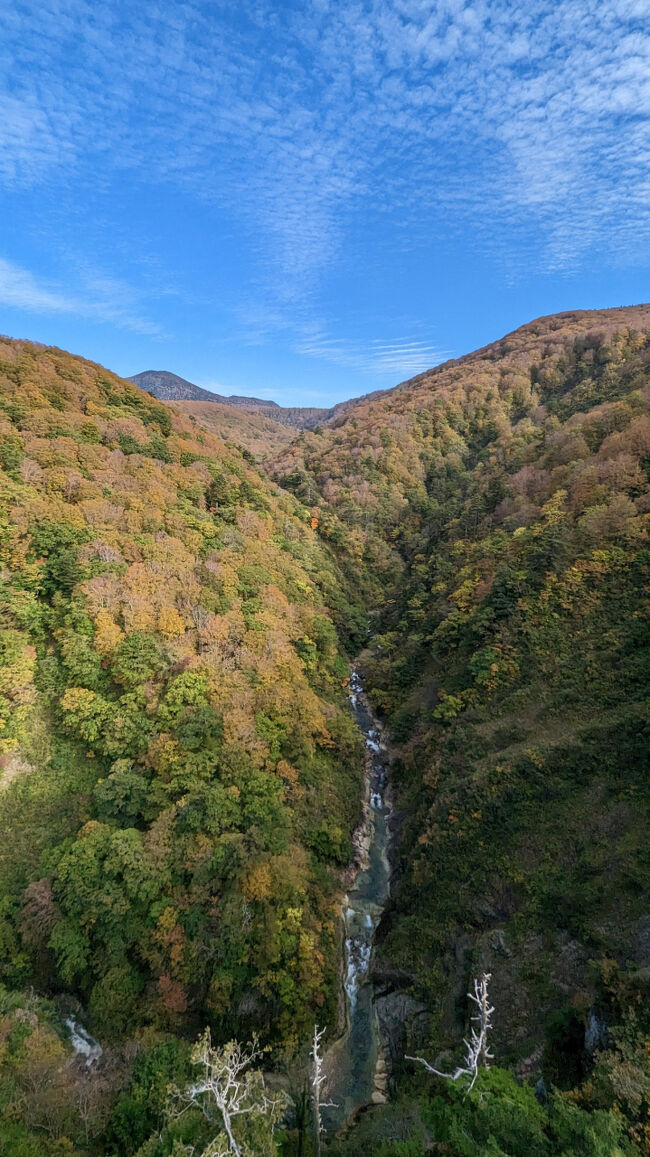 見頃とまではいかないものの、初秋の彩りを感じられました笑