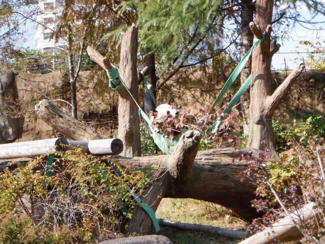 シャオシャオ<br /><br />10分待ちでした。レイレイは70分待ち。<br />この差はなんだろう。。。