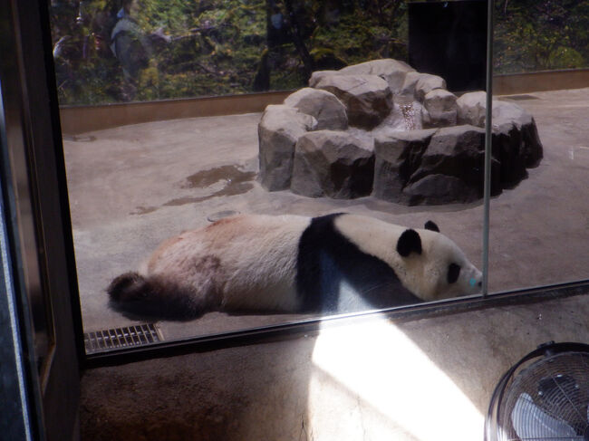 と思ったら室内に入って寝ころび動かず。。<br /><br />写真撮ったら出てくださいとの事で終了しました。