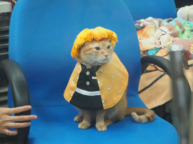 善逸のコスプレさせられてる( *´艸｀)ﾌﾟﾌﾟﾌﾟ