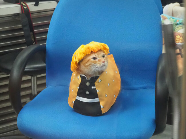 善逸ウィングは、軽いくて耳が出せてるから嫌がらないのかな？