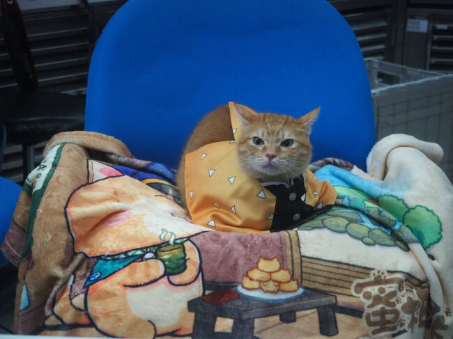 蜜柑プランケットを敷いてもらって、<br />動いたらウィッグすぐ取れちゃった