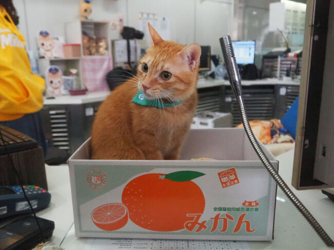 日本のみかん箱を模した、蜜柑駅長専用の箱に入ってる