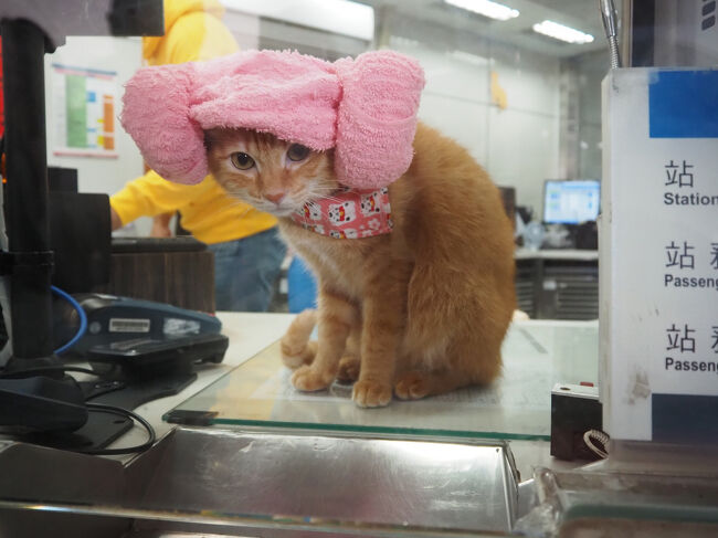 以前見てた韓流ドラマの中で、チムジルバン？でよくやってる？羊巻きしたタオル<br />も被せられた<br />そんなに重くはないんだろうけど、みかんちゃんには違和感があったのね<br />すぐ脱いじゃった＾＾；