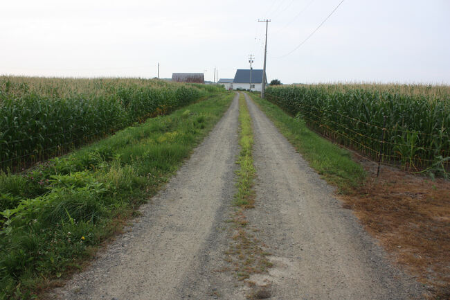 勇払郡むかわ町汐見。<br />この道を進みます。<br />両側には、とうもろこし畑が続いていました。