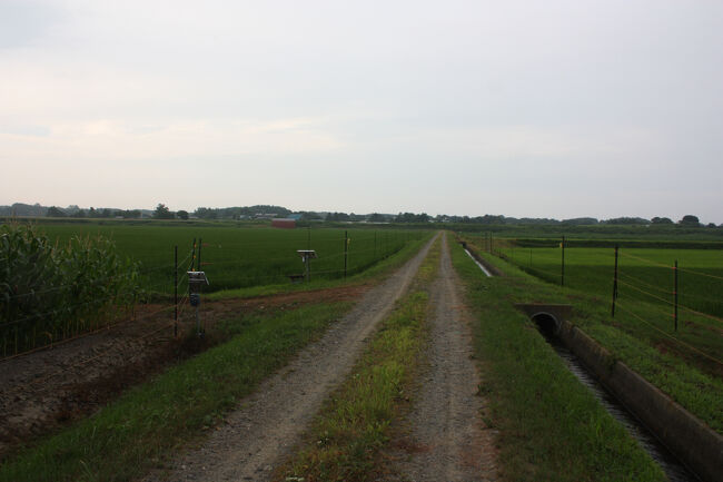 勇払郡むかわ町汐見。<br />道なりに進んでいくと、とうもろこし畑に続いて、田圃が広がっていました。