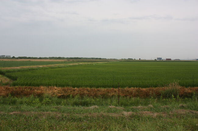 勇払郡むかわ町汐見。<br />田圃の奥の方からやって来ました。