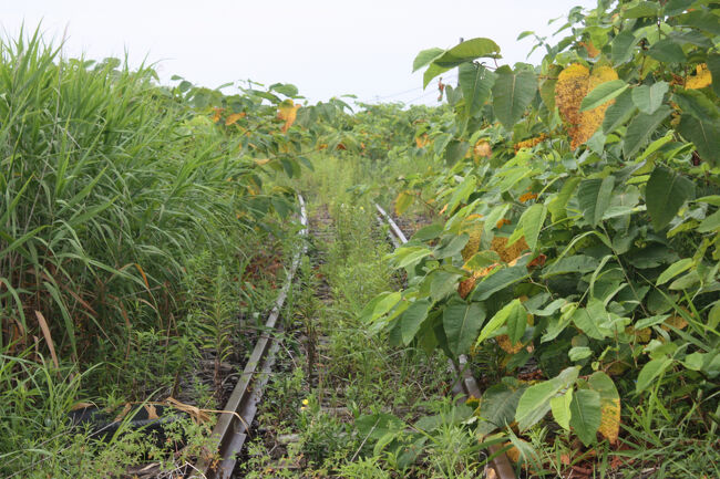 チンタ浜踏切跡。<br />周囲は植物に覆われていますが、汐見方面に線路が続いています。