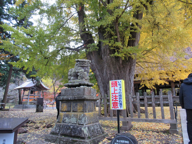 神社創設の際に植えられたと伝わる大イチョウ・・・樹齢は800年以上と言われます。