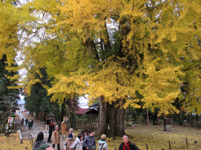 拝殿の方から見た大イチョウ・・・大きすぎてカメラに収まり切れません。