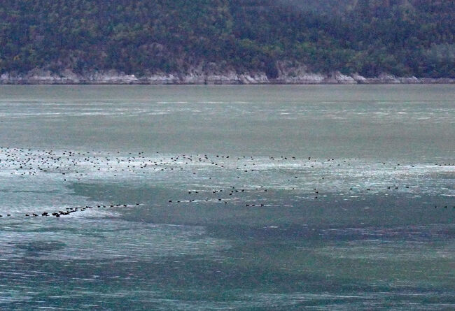 港にはたくさんの渡り鳥が羽を休めていました。見ていると一斉に水中に潜るので魚もたくさんいるのでしょう。