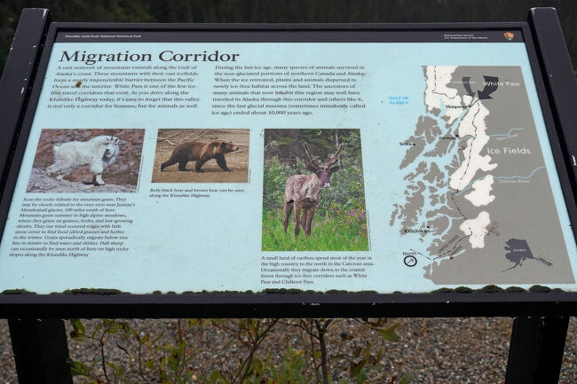 ムーアクリーク峡谷は氷の少ない数少ないルートだったことから人間は鉄道やハイウェイwくぉ施設しましたが、同時に動物にとっても移動ルートでもあったようです。<br />シロイワヤギやクロクマやヒグマ、カリブーの群れも生息しているようです。