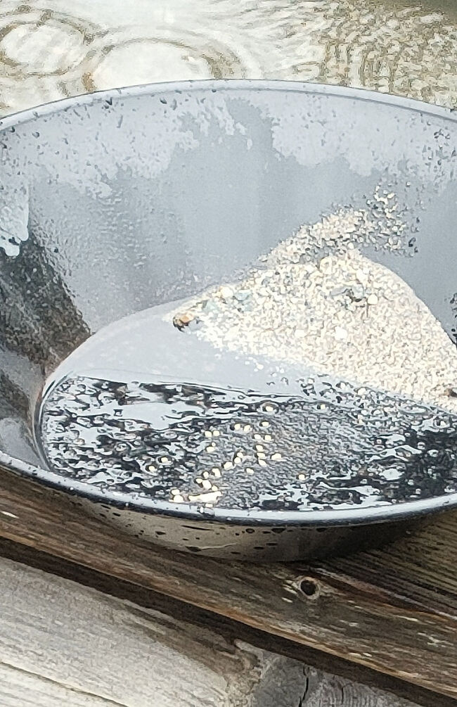 パンニング皿という砂金採りの道具を使って小石を振るい、どんどん細かい砂だけにしていき、最後に底をさらうとキラキラ光る金が現れてきます。