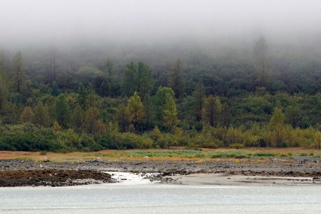 氷河が見えてくるとさらに欲が出てきて、野生動物の姿も見えないかと海岸線に目を凝らしてみます。