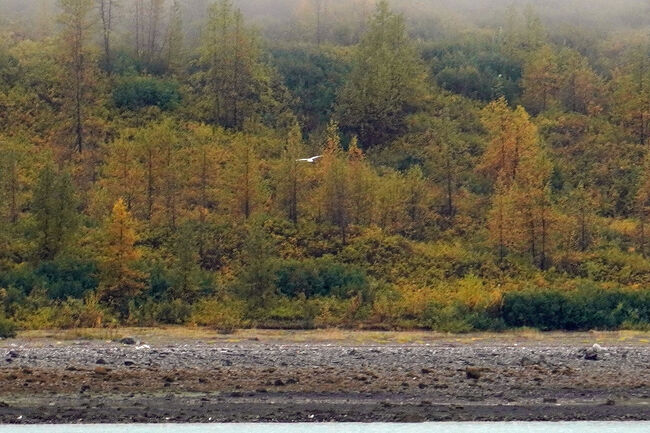 今年は6月に「おーろら号」で「知床岬」を往復しましたがエゾジカの1頭すら見ることはありませんでした。その後北海道でもクマの遭遇被害などがニュースで報じられましたが、探しに行くと出会えないものだなと感じました。<br />知床岬：https://4travel.jp/travelogue/11988423