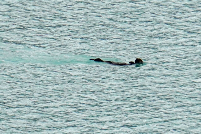 この頃はようやく見ることが出来た野生動物なので興奮しましたが、この後終日ラッコばかりでした。6月の東北海道では根室駅から花咲線に乗ったあとに「湯沸岬」にも立ち寄りましたが、そこでもラッコを見ることは出来ました。<br />湯仏岬：https://4travel.jp/travelogue/11988450