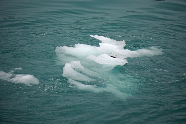 ここまで数時間かけて航行してきましたが、グレイシャー湾全域は1750年まで氷河に覆われていたというのですから驚きです。地球温暖化の影響だと思いますが、この辺りではゴルフは出来ないのでトランプ大統領下のアメリカではどうでもいいことなのでしょう。
