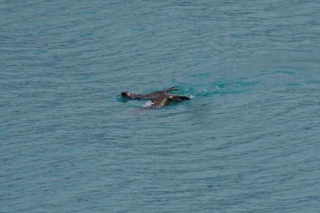 イタチ科最大種で体長1メートルから130センチになり、尾の長さも25センチから37センチにもなるそうです。よ