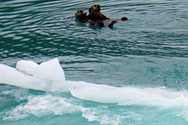 ラッコは海洋の沿岸部に生息し、主に海岸から1キロ以内の場所に生息するようで、主に岩場が近くにあり海藻が繁茂した環境が住処としています。