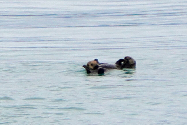 普段は単独で生活するようですが、ペアでいる姿が見えるので繁殖期なのかもしれません。