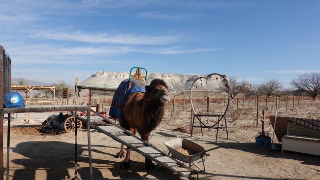 ここでもラクダが乗れそうです<br />