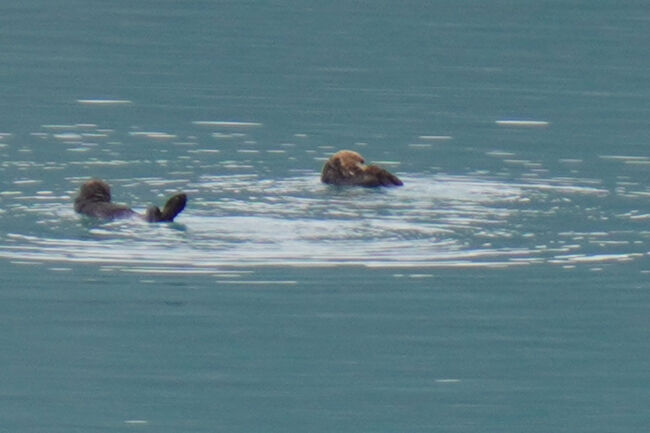 氷河の景色が見えなくなると海洋生物が現れないか気になってきますが、相変わらず見えるのはラッコだけです。