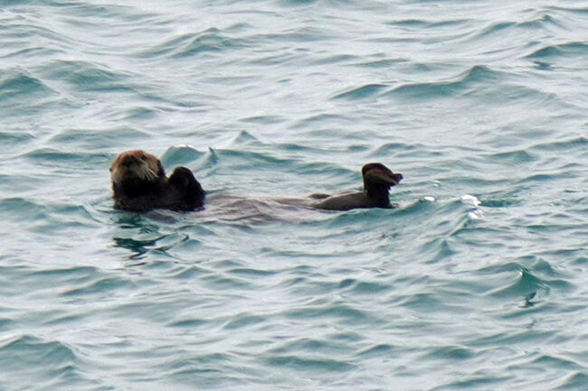 カメラのレンズを200ミリの望遠に変えて、4倍のデジタルズームにしてラッコを狙います。