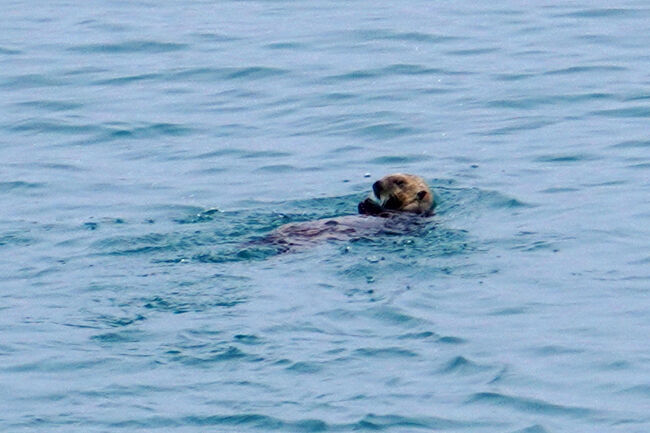 手足を動かしていないのに移動しているのが不思議です。