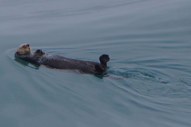 よく見ると尾で水をかいているのが分かりました。