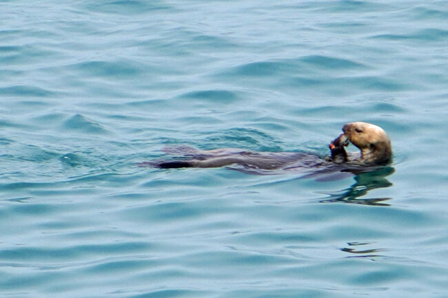 美味しそうに貝を食べています。ラッコは横から見るよりも正面から見た方が可愛いです。