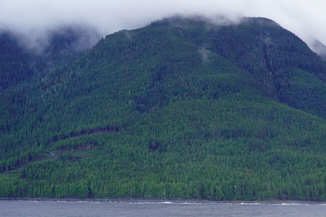 コーラル・プリンセスは「バンクーバー」に向かってかなり南下しているので周囲の植生もさらに緑濃くなってきました。