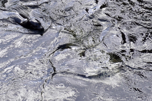 川の流れとは違った動きの水面を見ると水中にいるアザラシの姿が見えました。