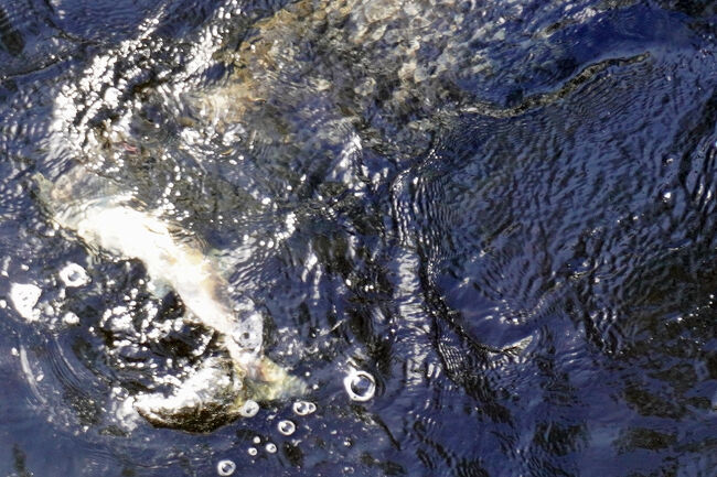 よく見ると川の中にはたくさんのサーモンがいて、それを狙ったアザラシが川までやってきています。