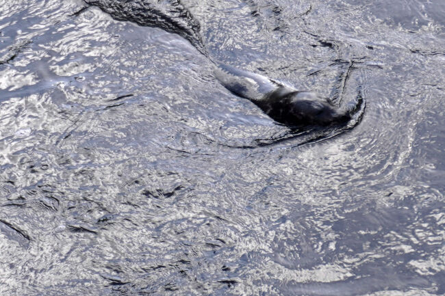 これだけサーモンがいると簡単に獲れるようで、美味しい腹の部分だけ食べて捨てられたサーモンがたくさん流れていました。