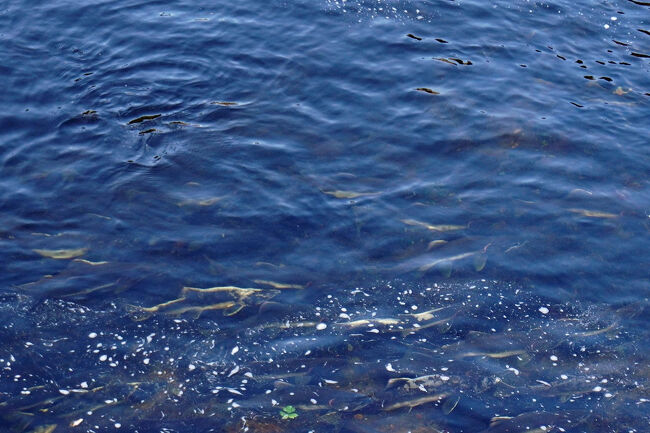 光の具合で見にくいですが、川底が見えなくなるほどの数のサーモンがいます。