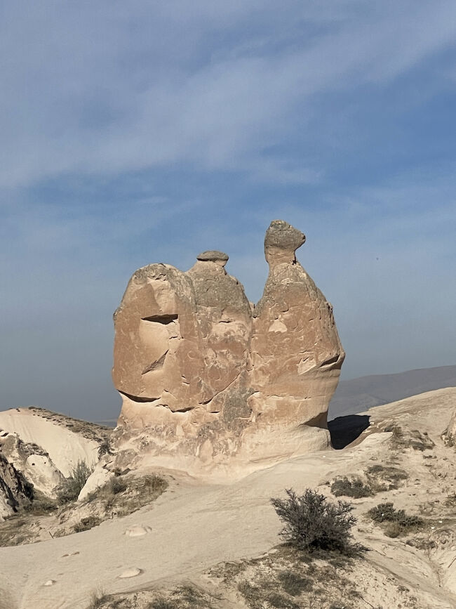 まさにラクダです<br />