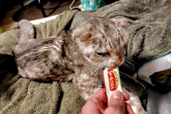 そして、18時すぎには帰宅します。帰るなり、愛猫「さくら」が不機嫌そうだったので、ひとまず「ちゅーる」でご機嫌とりを。あと3ヶ月半で二十歳を迎える「さくら」ですが、最近少々弱り気味。ちょっぴり心配です。。