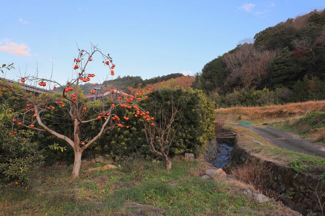 寂しげな、柿の木。。