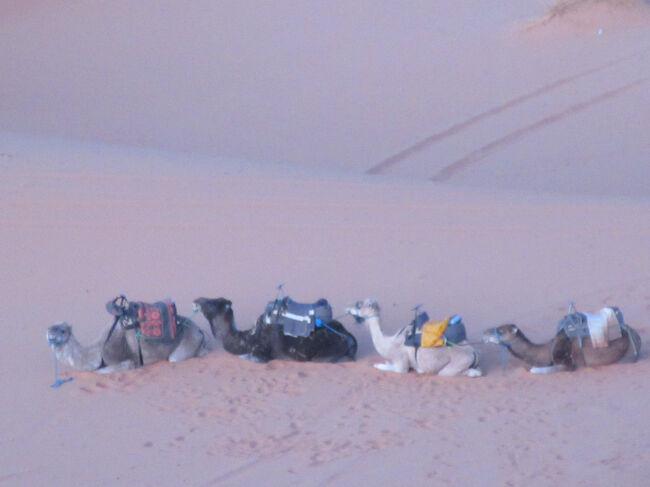 丘の下を見るとラクダさんたちがお休みしています。おとなしいです。