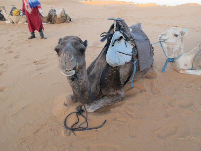 ラクダさんただいま。