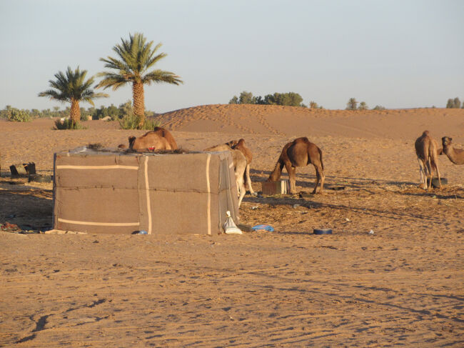 ラクダさん、ベルベルさん、どうもありがとう。ラクダに乗るには別途お金を払います。日本円7000円、もしくは40ユーロか、45ドルか、400DHです。そして、それ以外にベルベルさんに降りたときにキャッシュでチップとして20DH渡します。<br />乗る前に渡してはいけません。先に渡していても降りるときまたくれと言われます。