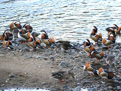 オシドリ　集合写真