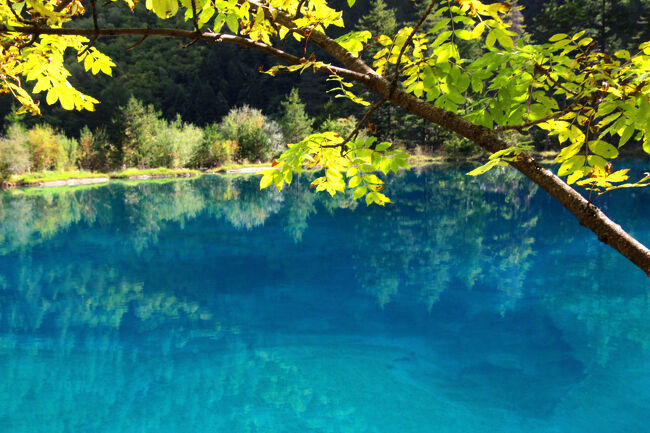 ★秋の九寨溝絶景紀行（６）～【樹正溝】→樹正群海：火花海<br /><br />九塞溝は世界自然遺産に登録する前から行ってみたかった場所でしたが<br />2008年の四川大地震<br />さらに2017年の九塞溝地震と災害が続き<br />他にもサーズや鳥インフルエンザ、コロナと感染症流行が続き<br />さらに日中関係が不安定だったこともあり<br />中々行くタイミングが見つからないでいました。