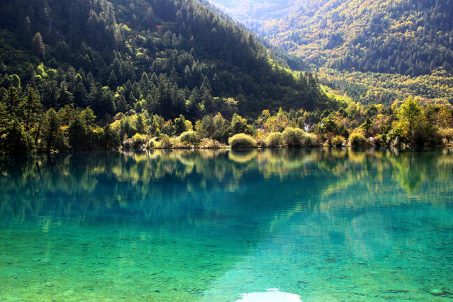 ★秋の九寨溝絶景紀行（６）～【樹正溝】→樹正群海：火花海<br /><br />九塞溝は世界自然遺産なので、回復には中国の方針だけではなく<br />ユネスコなどとの協議が行われ、<br />人工による回復工事と、自然による回復の２面による<br />方法が選ばれました。<br />