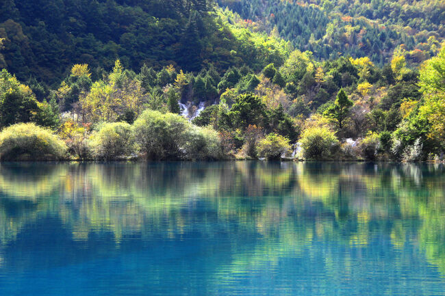 ★秋の九寨溝絶景紀行（６）～【樹正溝】→樹正群海：火花海<br /><br />上流側の疎林の向こうには樹正瀑布の一部も<br />見え隠れしています。<br />火花海は隣りの海子（湖沼）の間にある<br />疎林との段差が小さいので、水の流れによる影響が少なく<br />風さえなければ水鏡になりやすい地形です。
