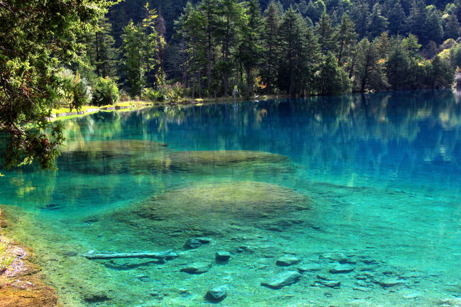 ★秋の九寨溝絶景紀行（６）～【樹正溝】→樹正群海：火花海<br /><br />こちらが下流側（北側）で、やはり畔状の疎林の中を<br />水が流れていき、双龍海へと注いでいきます。