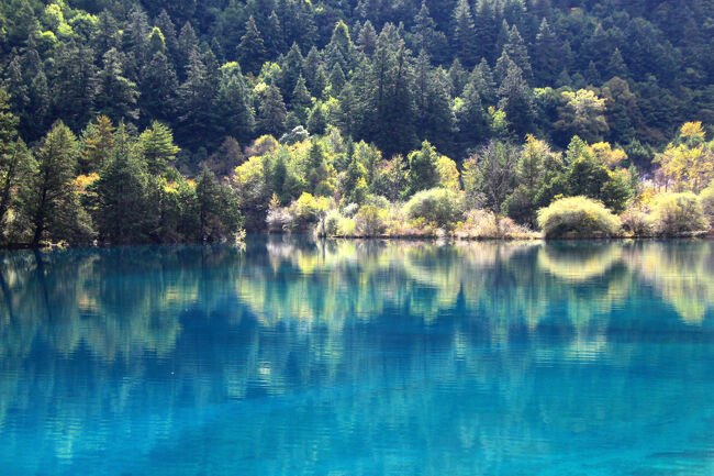 ★秋の九寨溝絶景紀行（６）～【樹正溝】→樹正群海：火花海<br /><br />火花海は2017年の九塞溝地震による被害の<br />回復工事が順調に進み2021年9月28日に<br />他の海子（湖沼）や瀑布（滝）と共に<br />一般公開が再開されました。