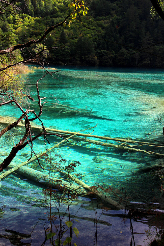 ★秋の九寨溝絶景紀行（６）～【樹正溝】→樹正群海：双龍海<br /><br />火花海の次に見えてきたのは双龍海。<br />湖の底には2本の帯状の生物カルシウム華礁堤が隠れており、<br />これが2匹の竜が海中に潜んでいるように見えることから<br />「双龍海」と名付けられました。