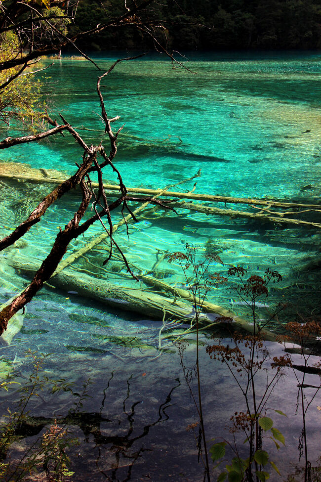 ★秋の九寨溝絶景紀行（６）～【樹正溝】→樹正群海：双龍海<br /><br />おそらく写真上の２つの浅瀬（トラバーチン）を<br />双龍に例えているのだと思われます。<br />手前の倒木も石灰華しやがて埋もれ<br />龍のような形になる可能性もあります。